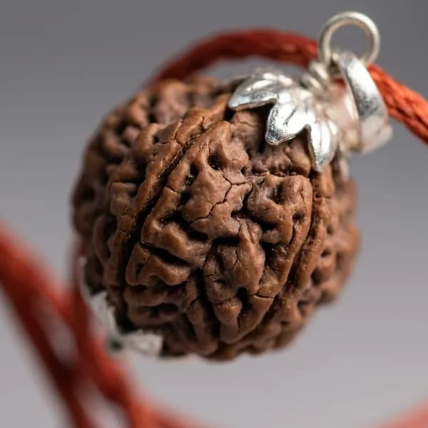 4 Mukhi Nepali Rudraksha